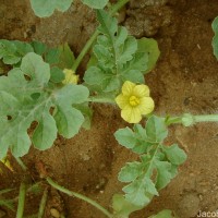 Citrullus lanatus (Thunb.) Matsum. & Nakai